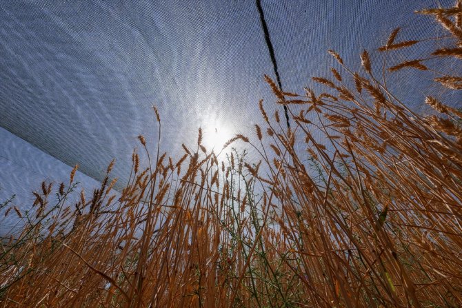 Van Gölü Havzası'nın yerel buğday çeşitleri koruma altına alındı