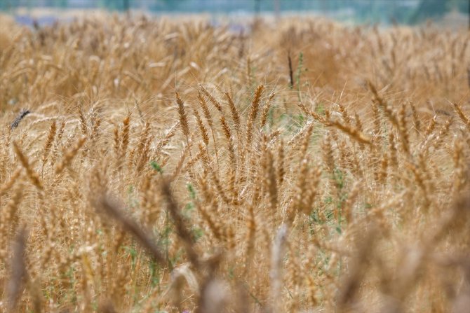Van Gölü Havzası'nın yerel buğday çeşitleri koruma altına alındı