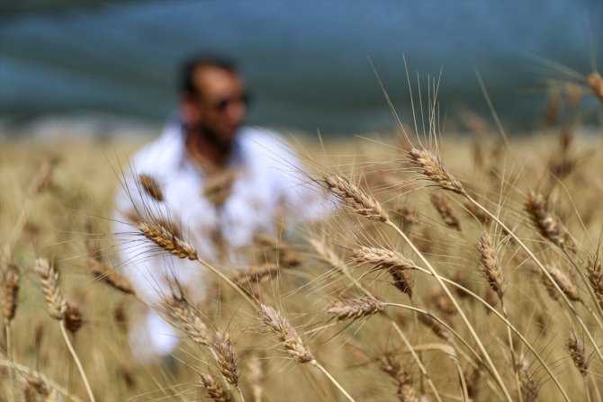 Van Gölü Havzası'nın yerel buğday çeşitleri koruma altına alındı