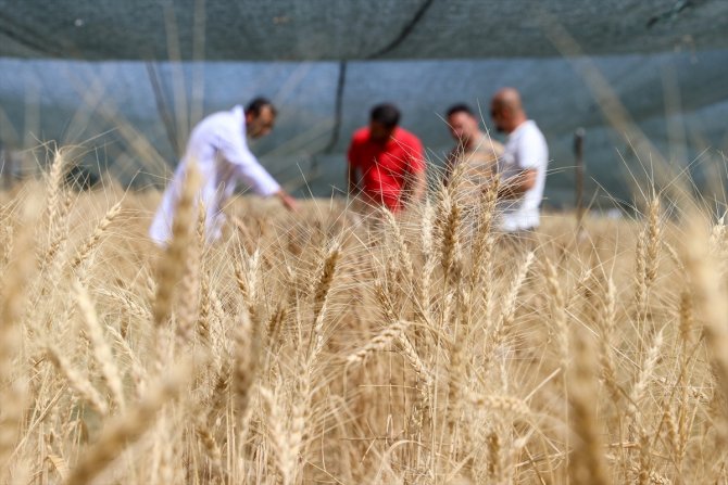 Van Gölü Havzası'nın yerel buğday çeşitleri koruma altına alındı