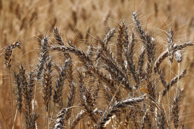 Van Gölü Havzası'nın yerel buğday çeşitleri koruma altına alındı