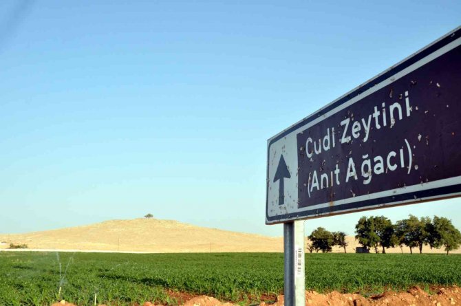 Ağaçların Göbeklitepesi 2 bin yıldır zamana meydan okuyor