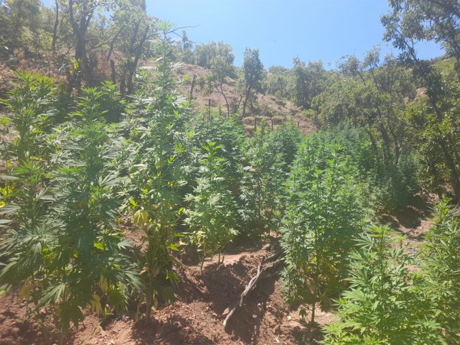 Bingöl'de 296 bin kök kenevir ve skunk ile 152 kilogram esrar ele geçirildi