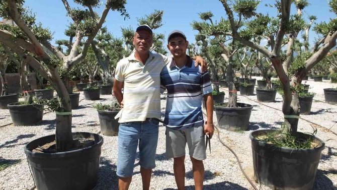 Zeytin ağaçları süs bitkisi oldu