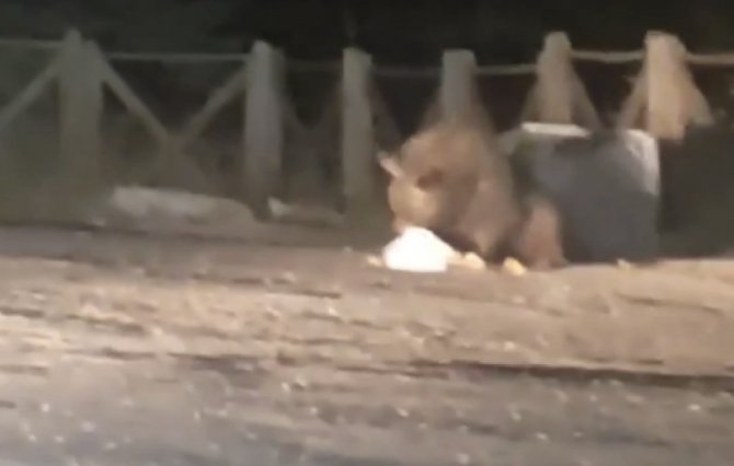 Uludağ’da aç kalan ayı oteller bölgesine geldi