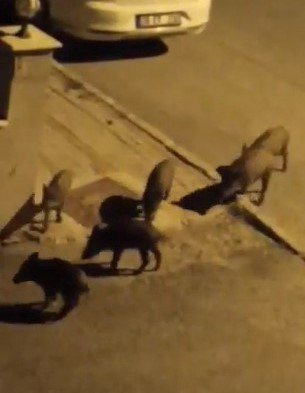 Aç kalan domuzlar kent merkezine indi