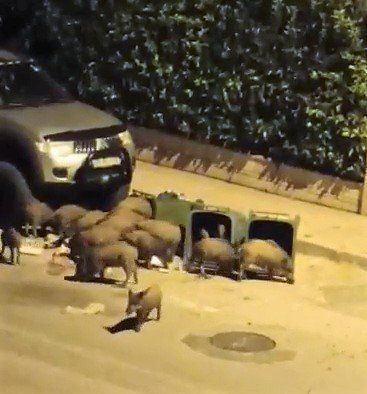 Aç kalan domuzlar kent merkezine indi