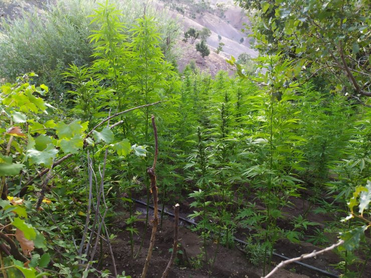 Bingöl'de narkoterör operasyonu; kilolarca uyuşturucu ele geçirildi