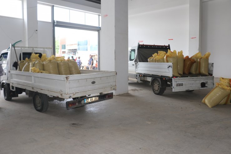 TMO, Ordu'da fındık alımına başladı