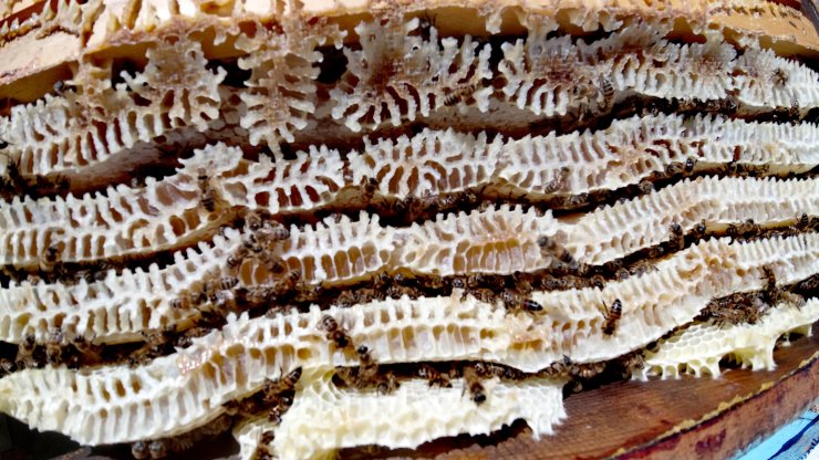 Balda verim arttı, arıcıların yüzü güldü