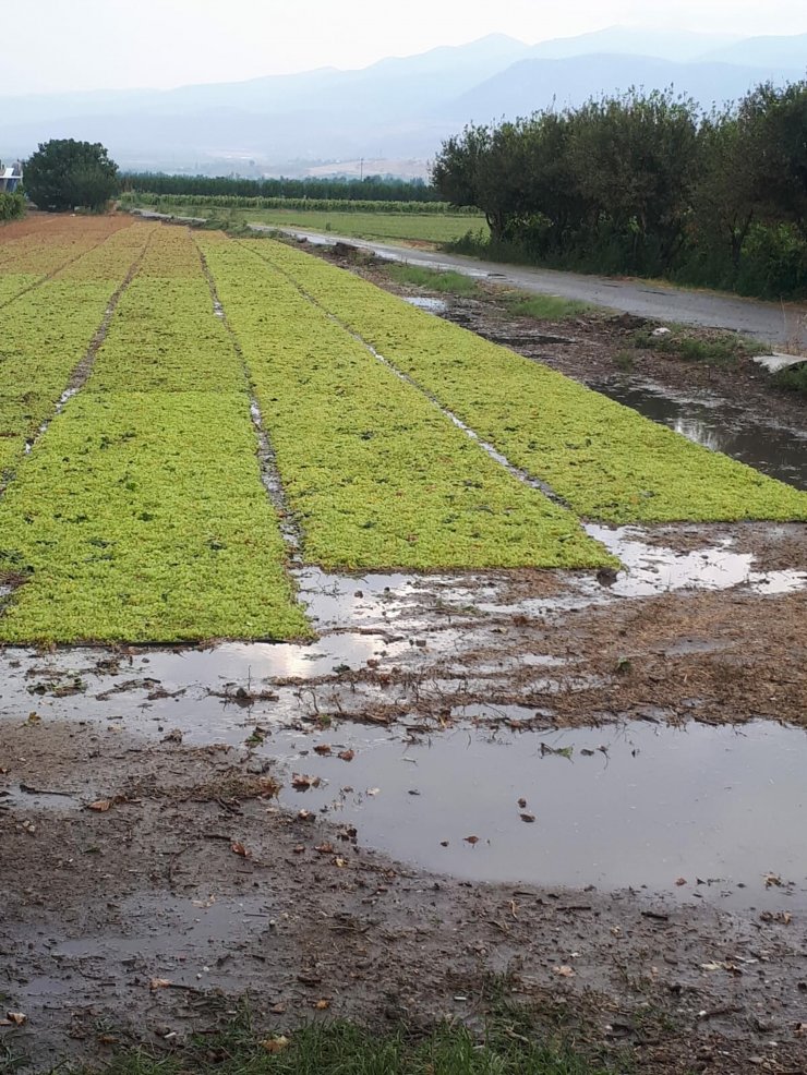 Dolu yağışı, tarım ürünlerine zarar verdi