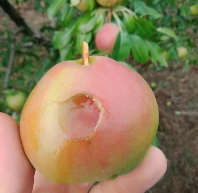 Sağanak yağış tarım ürünlerinde 30 milyon lira zarara yol açtı