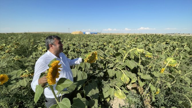 Türkiye'nin ayçiçeği üretiminin yüzde 15'ini karşılayan Konya'da beklenen rekolte açıklandı