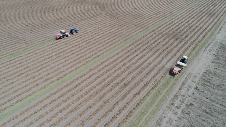 Rekolte azaldı, hasadı başlayan yer fıstığının fiyatı 5 kat arttı