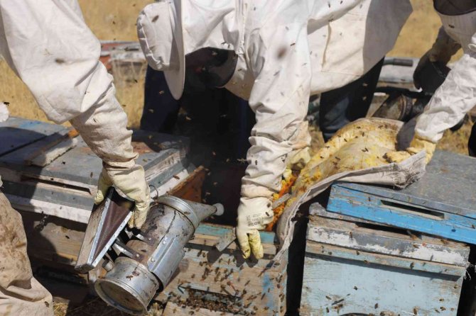 Dağın eteklerinde bal hasadına başlandı