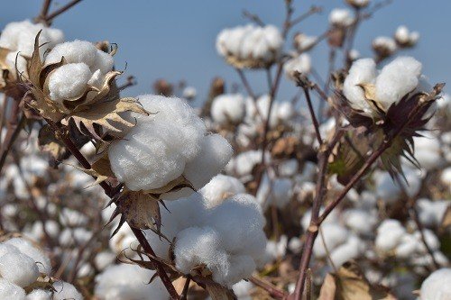 “Fiyatlarla birlikte pamuk ekim alanları da arttı”