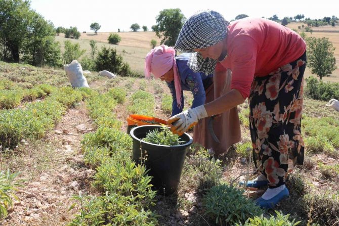 Karbasan köyündeki adaçayı üretimi 75 tona ulaştı