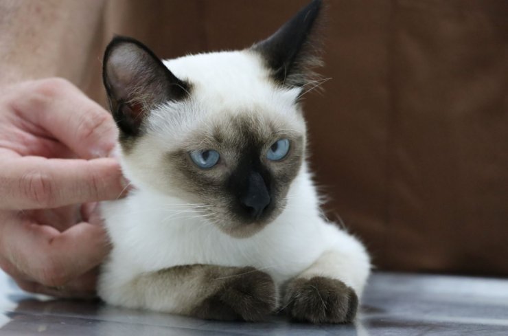 Dünyada bilinen ikinci vaka Türkiye'de yaşandı!