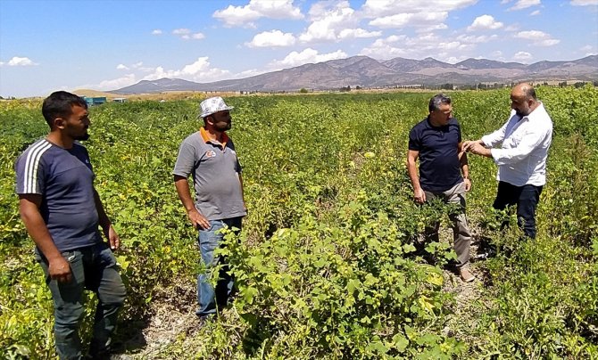 Konya'da üretiliyor, Avrupa'ya ihraç ediliyor