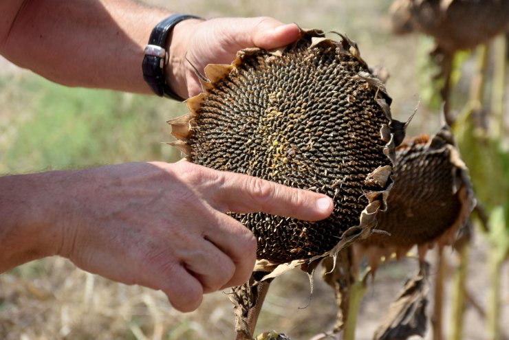 Kuraklığa dayanıklı tohum, Konya ve Trakya'da ekim alanını artırdı