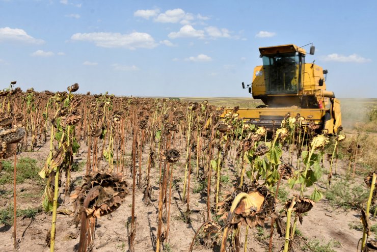 Kuraklığa dayanıklı tohum, Konya ve Trakya'da ekim alanını artırdı