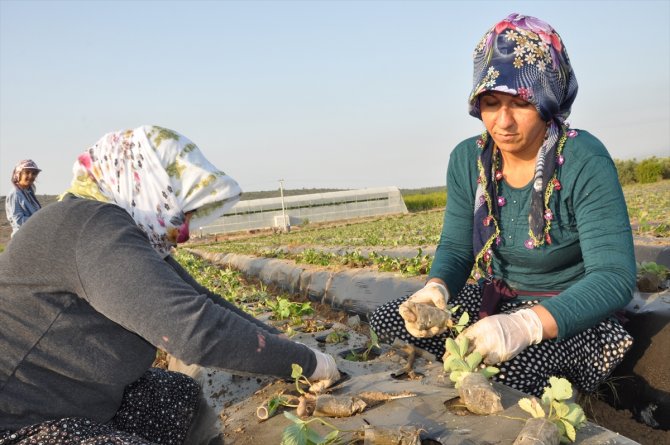 Mersin'in tescilli Silifke çileğinde yeni sezon hazırlıkları başladı