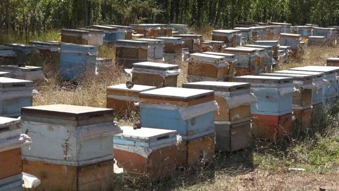 630 ton bal hasadı bekleniyor