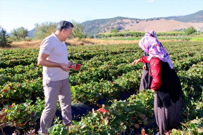 Konya'nın ilçesinde 5 çilek bahçesinde başlatılan çilek ekimi 500 dekar alana yayıldı