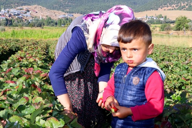 Konya'nın ilçesinde 5 çilek bahçesinde başlatılan çilek ekimi 500 dekar alana yayıldı