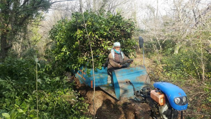 Bu bitki ekonomiye 2 milyar TL katkı sağlayacak