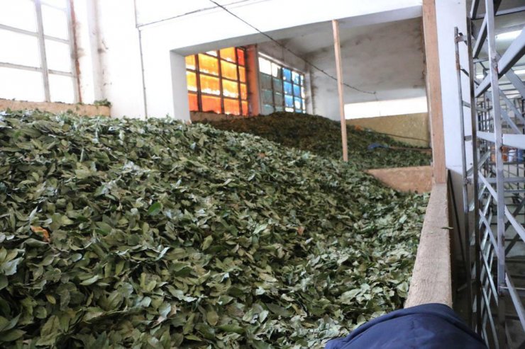 Bu bitki ekonomiye 2 milyar TL katkı sağlayacak