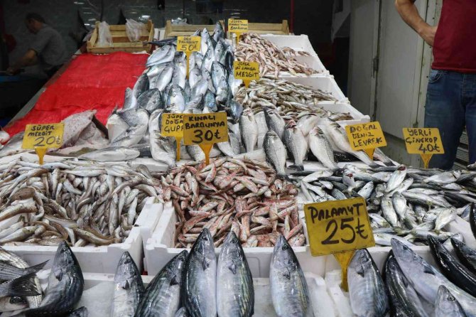 Karadeniz’de balık patlaması