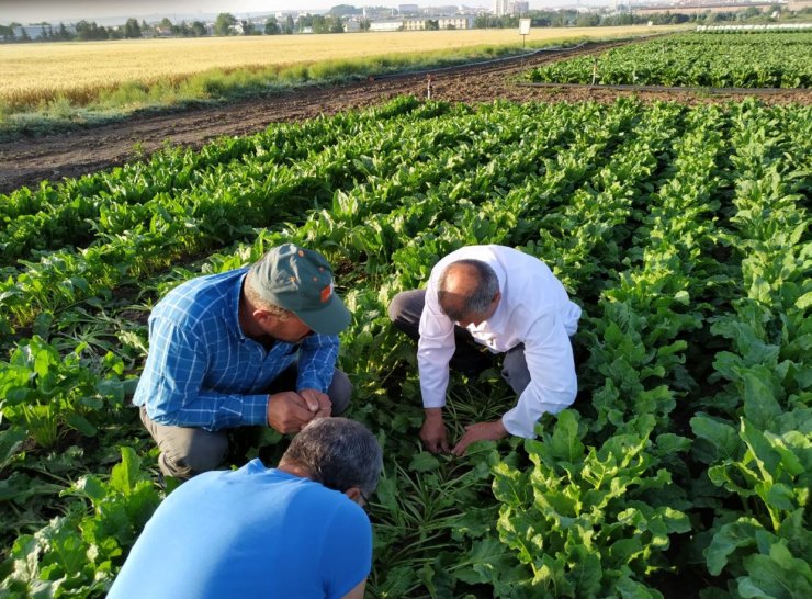 Türkiye için kritik öneme sahip yerli şeker pancarı tohumunda hedef ihracat