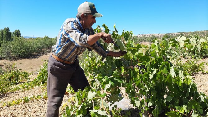 Konya'nın Bozkır ilçesinde pekmezler kaynamaya başladı