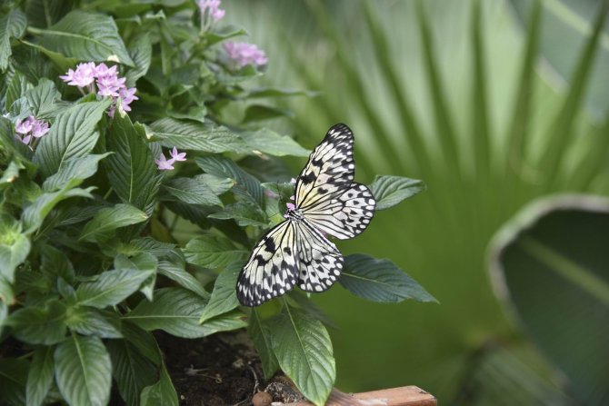 Tropikal Kelebek Bahçesini ziyaret eden kişi sayısı açıklandı