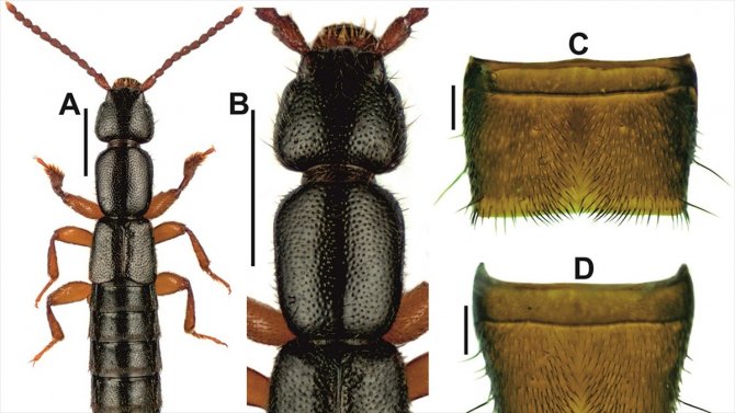 Yeni böcek türü keşfedildi