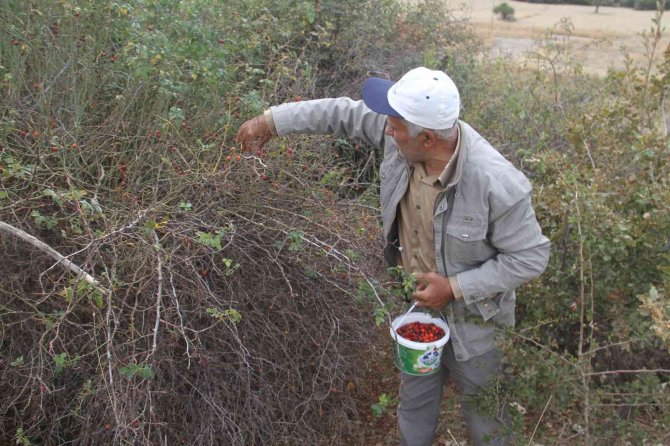 Konya’da vatandaşların "şifa deposu" mesaisi başladı! Marmelatı 100 lira