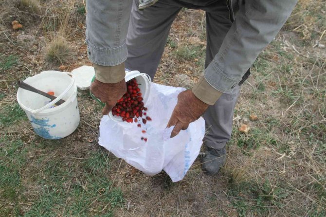 Konya’da vatandaşların "şifa deposu" mesaisi başladı! Marmelatı 100 lira
