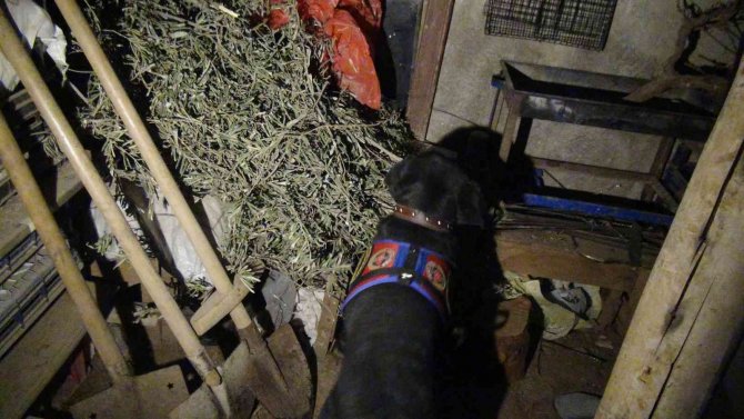 Jandarmadan torbacılara şafak operasyonu: 63 gözaltı