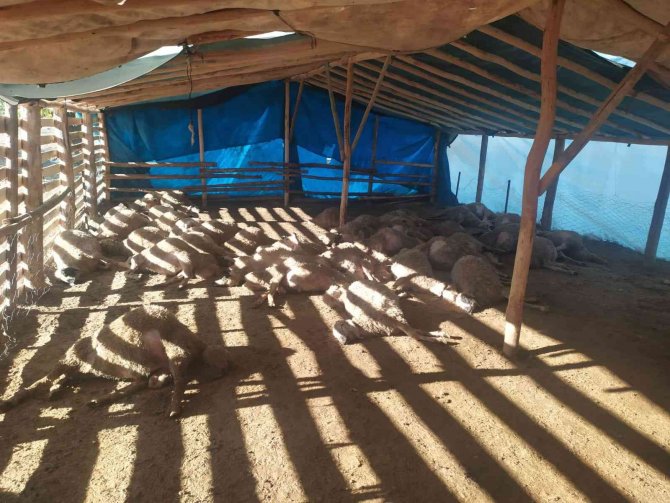 Ağıla giren kurt sürüsü, 42 koyunu telef etti