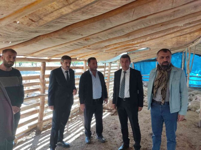 Ağıla giren kurt sürüsü, 42 koyunu telef etti