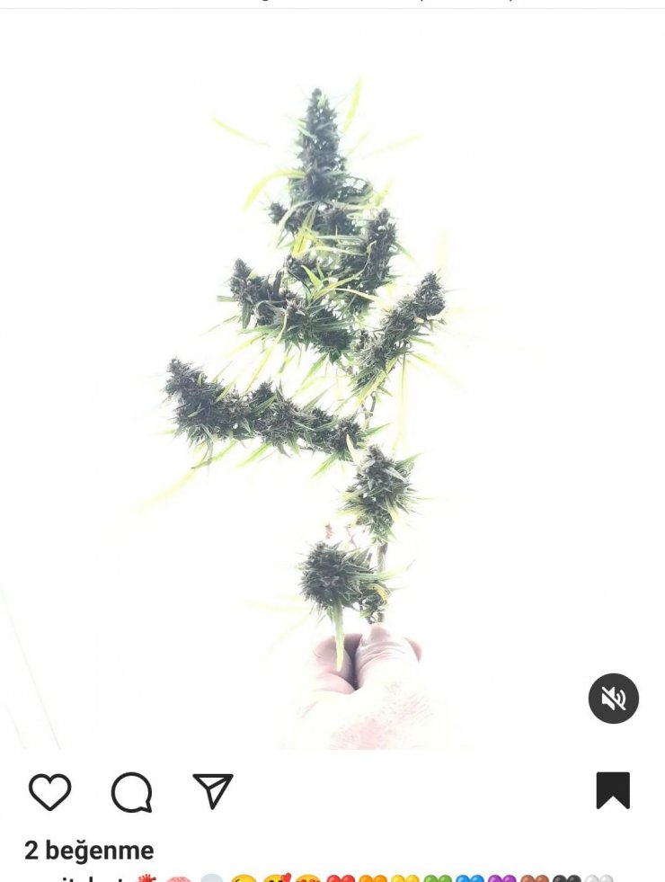 Sosyal medyada para yaktı, uyuşturucu fotoğrafları paylaştı; tutuklandı