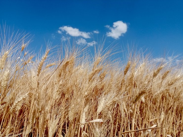 Konya Ovası'nın yeni sezon gözdesi yine o ürün olacak
