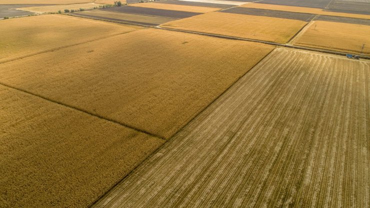 Konya Ovası'nın yeni sezon gözdesi yine o ürün olacak