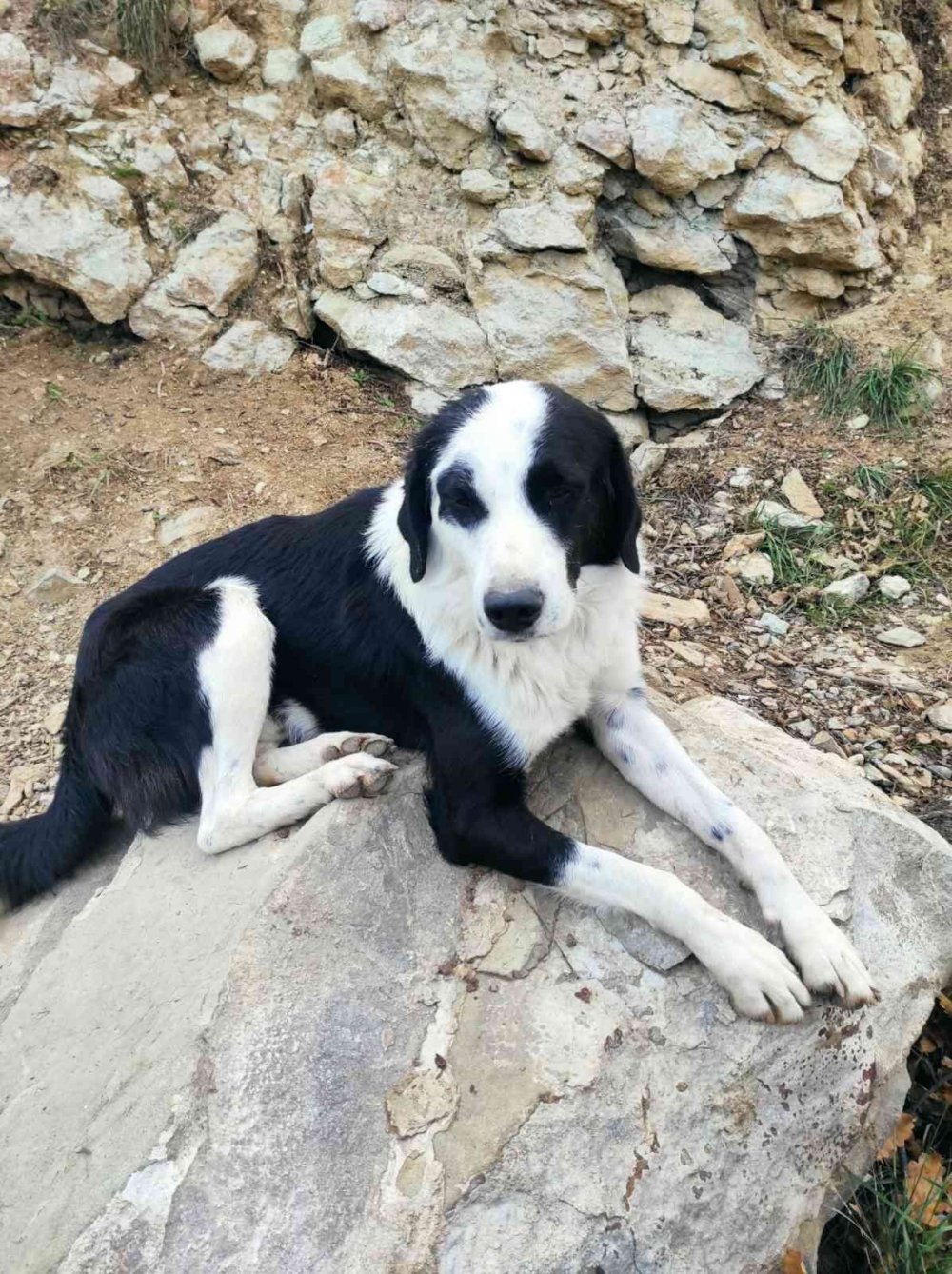 Sular altında kalacak olan ilçedeki sokak hayvanları için gönüllüler harekete geçti
