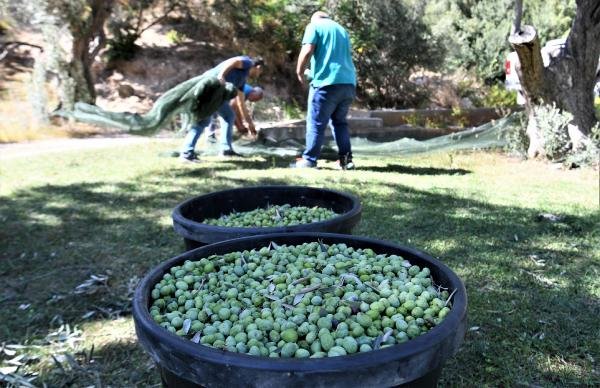 Zeytin üretiminde tüm zamanların rekoru kırıldı