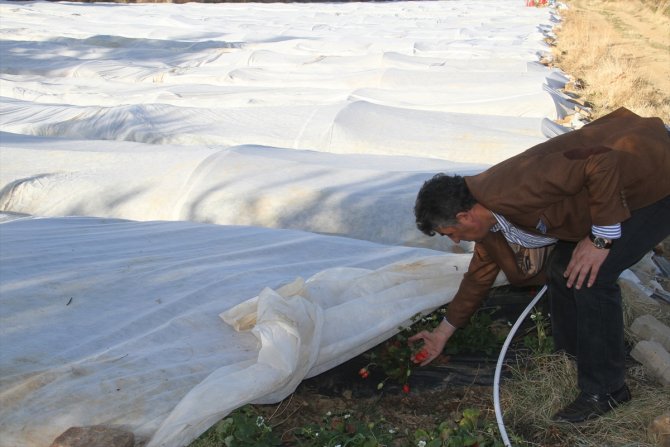En büyük pazarları Dubai ve Maldivler... Konya'da 40 bin ton üretilen bu ürün böyle korunuyor