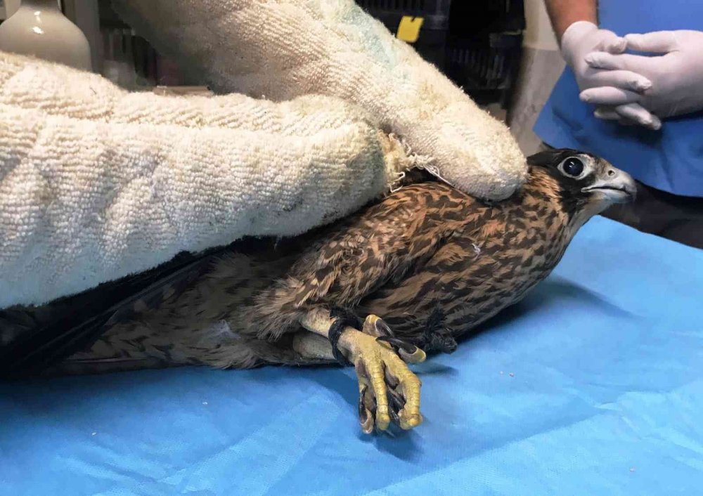 Konya'da arazide ayakları bağlı halde bulundu