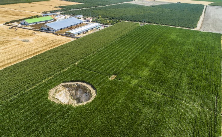 Konya Ovası'nda sayıları 2 bin 600'ü geçti! Eylem planı hazırlanacak