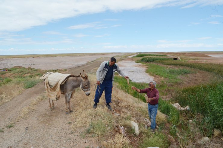 Kuraklıktan etkilenen Tuz Gölü'nde bir sorun daha yaşanıyor